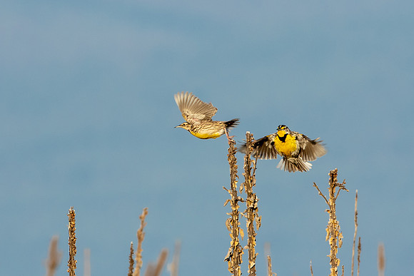Western Meadowlarks Take Flight
