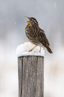 Western Meadowlark in the Snow