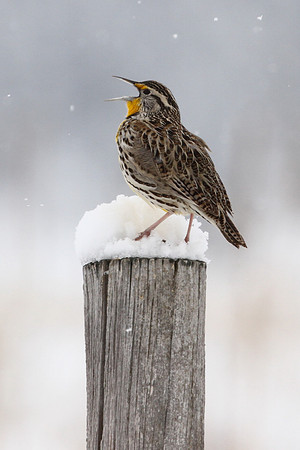 Western Meadowlark in the Snow