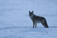 Early Morning Coyote