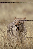 Coyote at a Fence