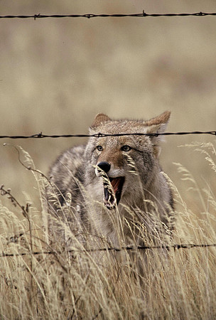 Coyote at a Fence