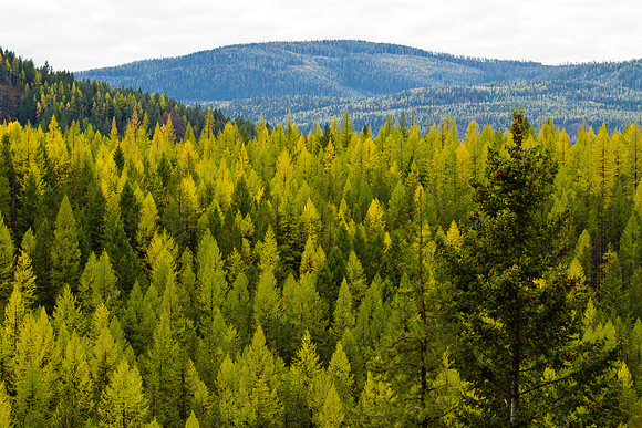 Montana Early Fall