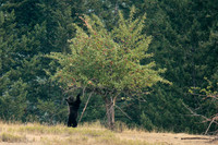 Grizzly Bear Picking Apples
