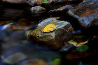 Yellow Leaf