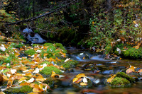Blanket of Leaves