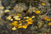 Fall Leaves Gathering