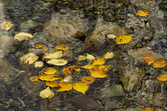 Fall Leaves Gathering