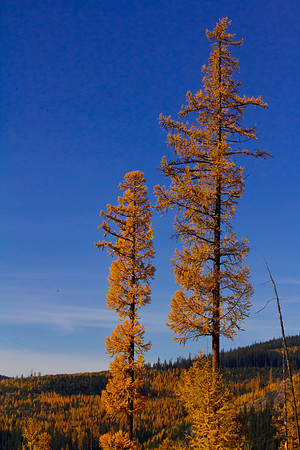Autumn Tamarack