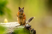Least Chipmunk