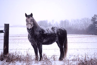 Horse in the Snow