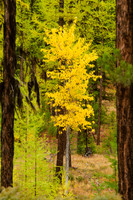 Quaking Aspen