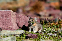Pika in Glacier National Park