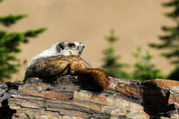 Hoary Marment in Glacier National Park