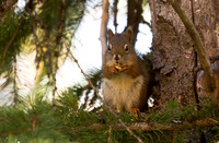 American Red Squirrel