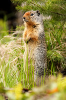 Ground Squirrel
