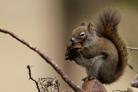 Red Squirrel