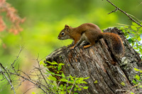 American Red Squirrel on a Stump