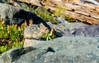 Pika on a Rock in Glacier National Park