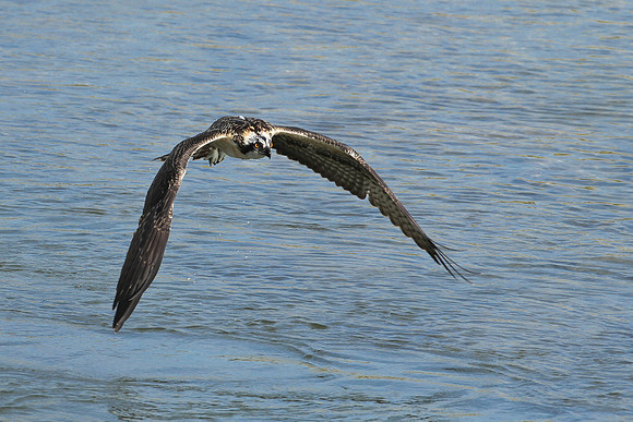 In Fight