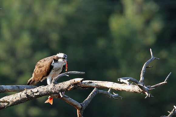 Osprey Feeding