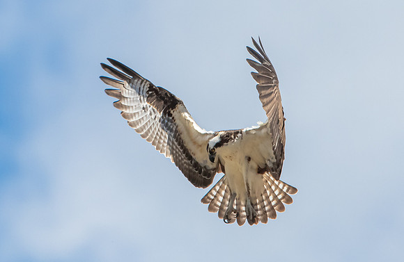 Osprey Hovering