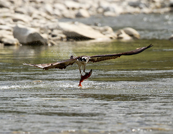 Osprey Grab and Go!