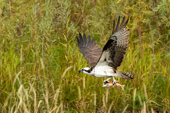 Osprey and Kokanee Salmon