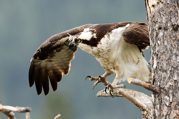 Osprey Wing Up