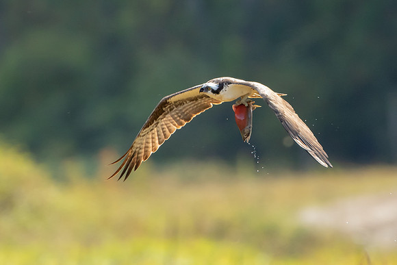 Osprey with Kokanee Salmon