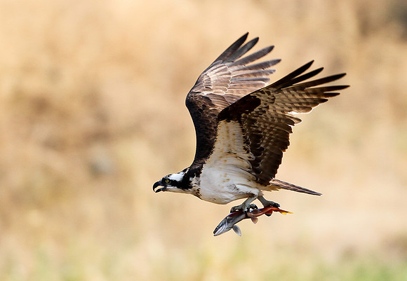 Osprey Flying with  Catch of the Day