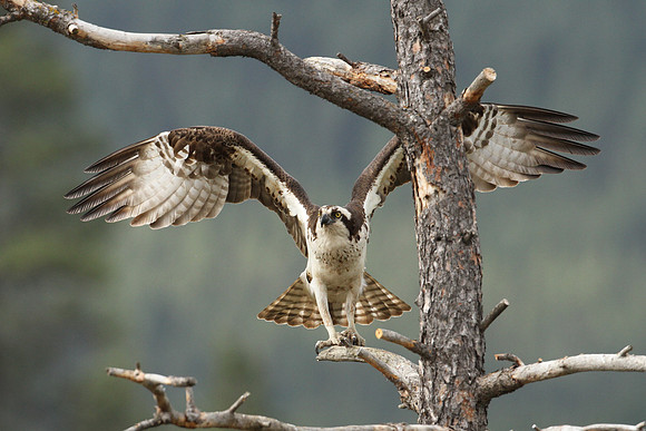 Osprey Ready to Soar