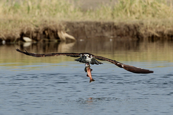 Osprey Facing Forward