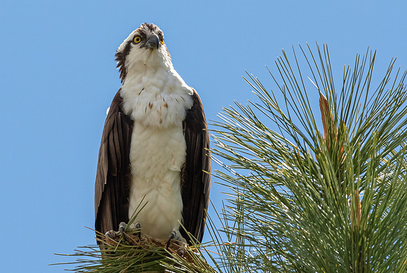 An Intense Osprey