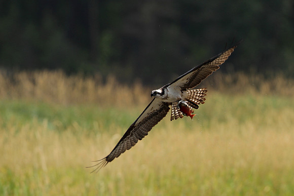 Osprey with Salmon