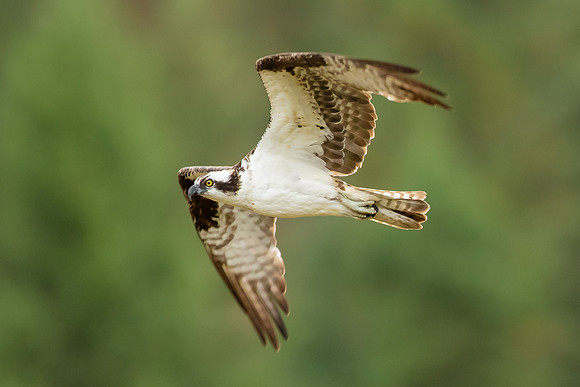 Osprey in Flight