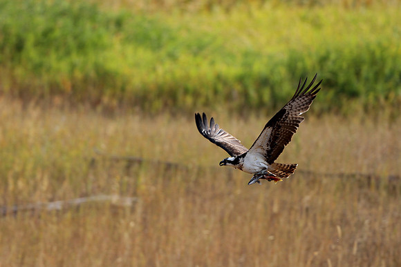 Osprey Soars in Meadow