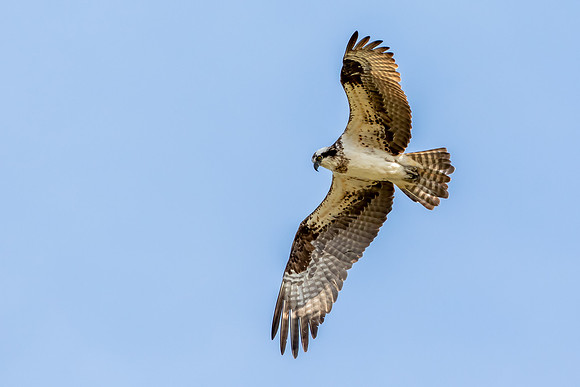 Alert Osprey