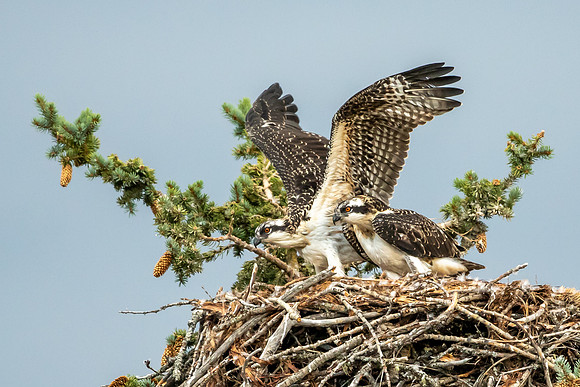 Osprey Nest