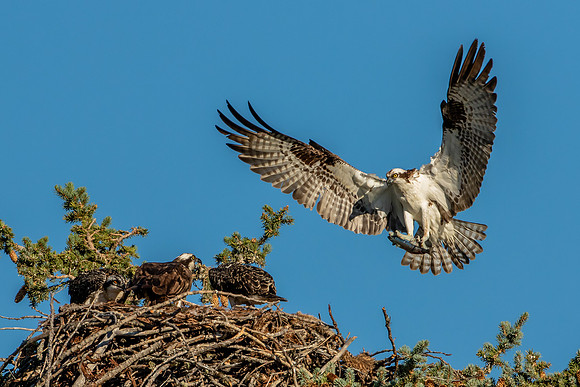 Osprey Nest