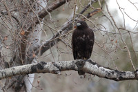 Red-tailed Hawk (Dark Morph)