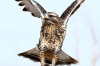 Rough-legged Hawk 6
