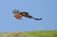 Red-tailed Hawk Soaring