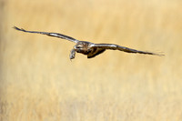 Rough-legged Hawk with Prey