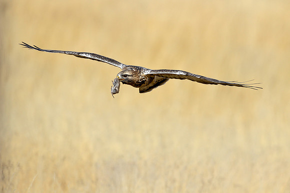 Rough-legged Hawk with Prey