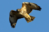 Red-tailed Hawk Soars