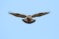Rough-legged Hawk 4