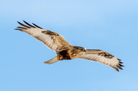 Rough-legged Hawk Takes Flight