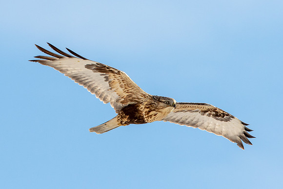 Rough-legged Hawk Takes Flight