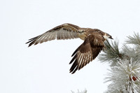 Rough-legged Hawk Takes Flight
